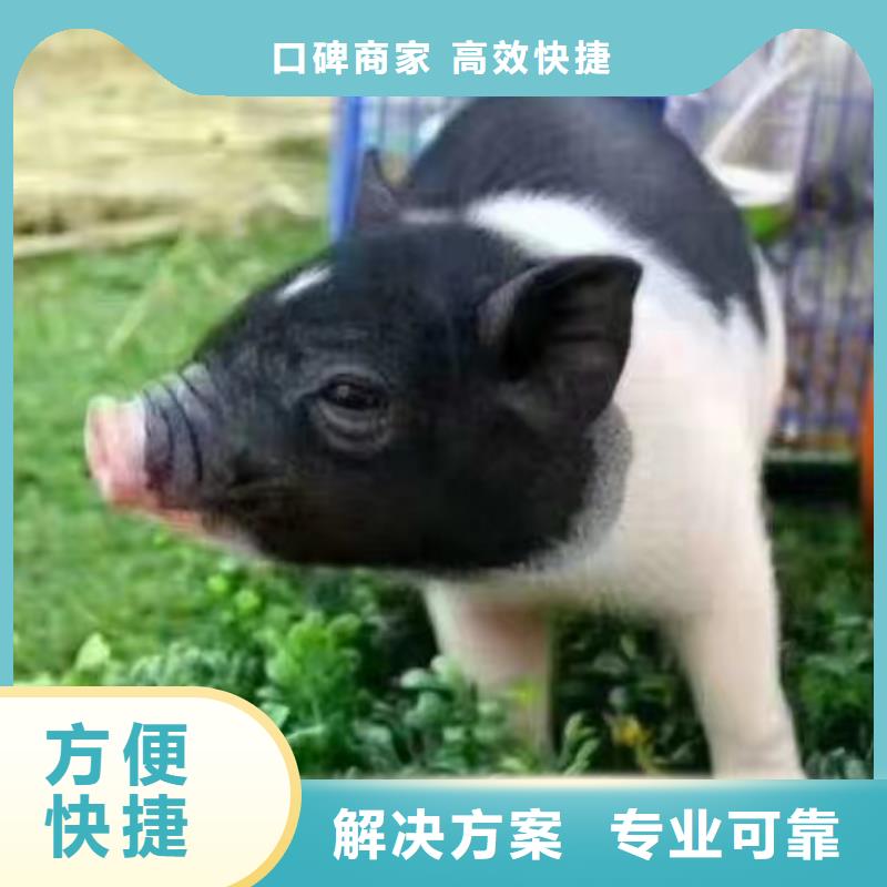 馬戲團/羊駝海豚表演方便快捷