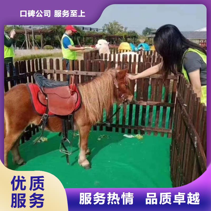 馬戲團/羊駝出租表演企鵝免費咨詢