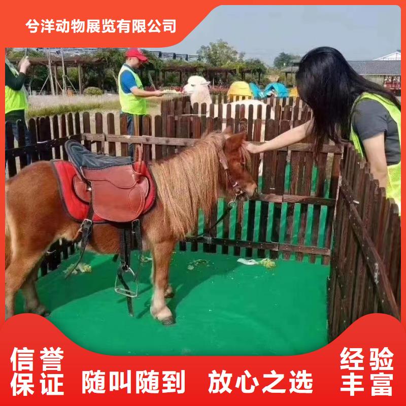 哪有出租鸚鵡表演的實力可靠