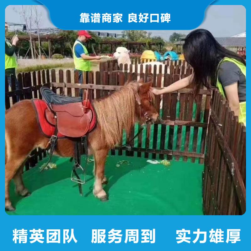 马戏团/羊驼马戏团出租 好评度高