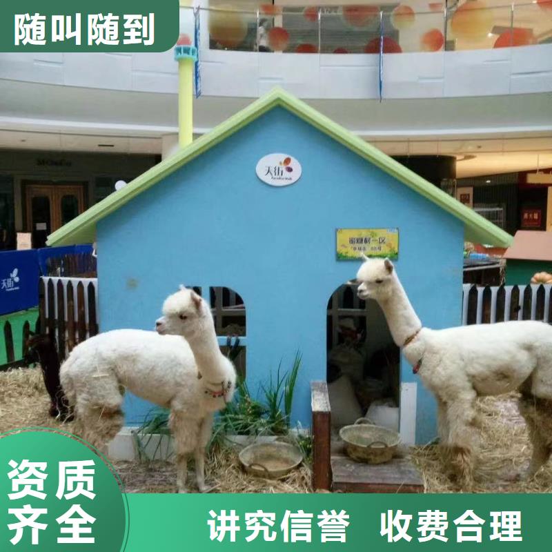 马戏团/羊驼_杂技表演放心之选