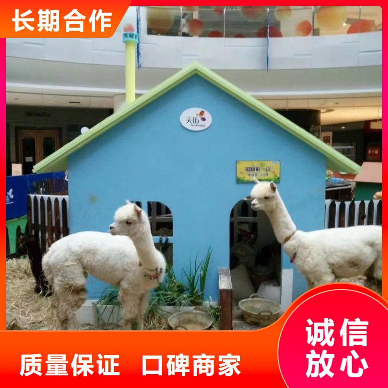马戏团/羊驼 海豚表演品质卓越
