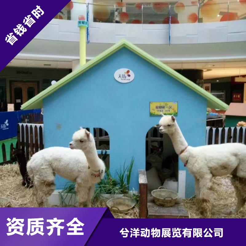 動物表演出租品種多