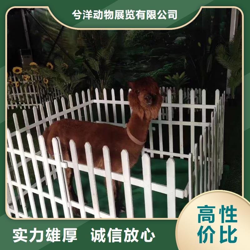 【馬戲團/羊駝】_水族海洋展精英團隊
