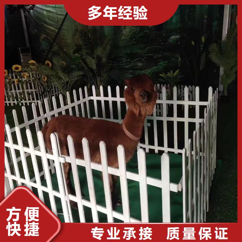 海狮表演出租视频-山东省淄博市|高青|临淄|烟台|莱芜|德州|东营海狮表演出租-兮洋