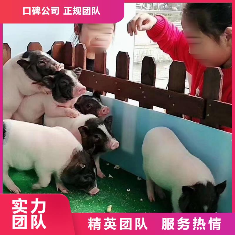 馬戲團表演出租圖片