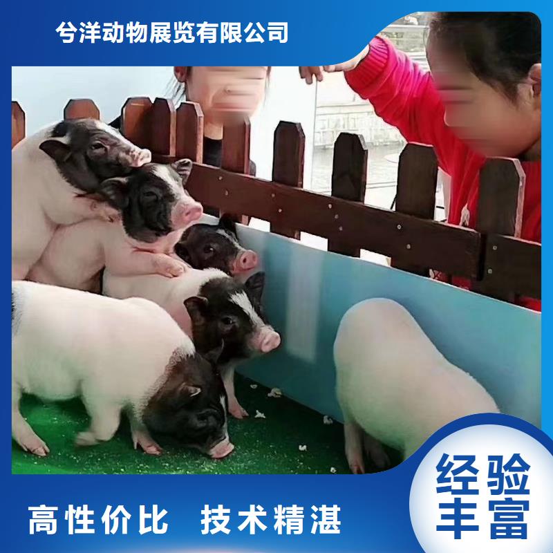 马戏团/羊驼 马戏团表演出租租赁先进的技术