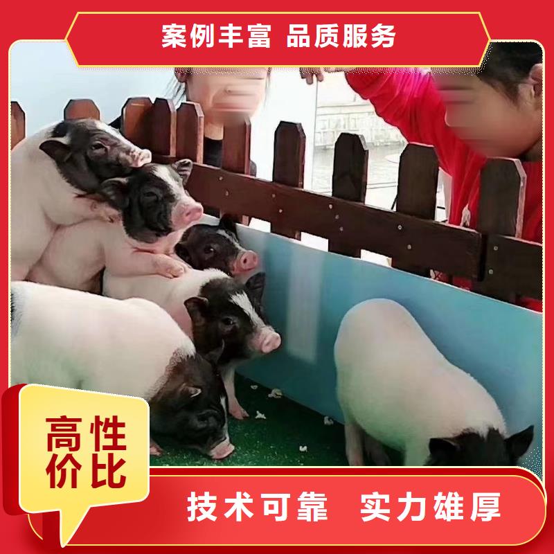 马戏团/羊驼-企鹅出租专业承接