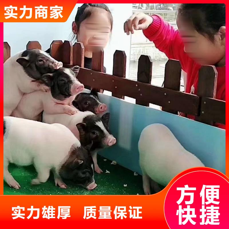 馬戲團/羊駝【海獅雜技表演】長期合作