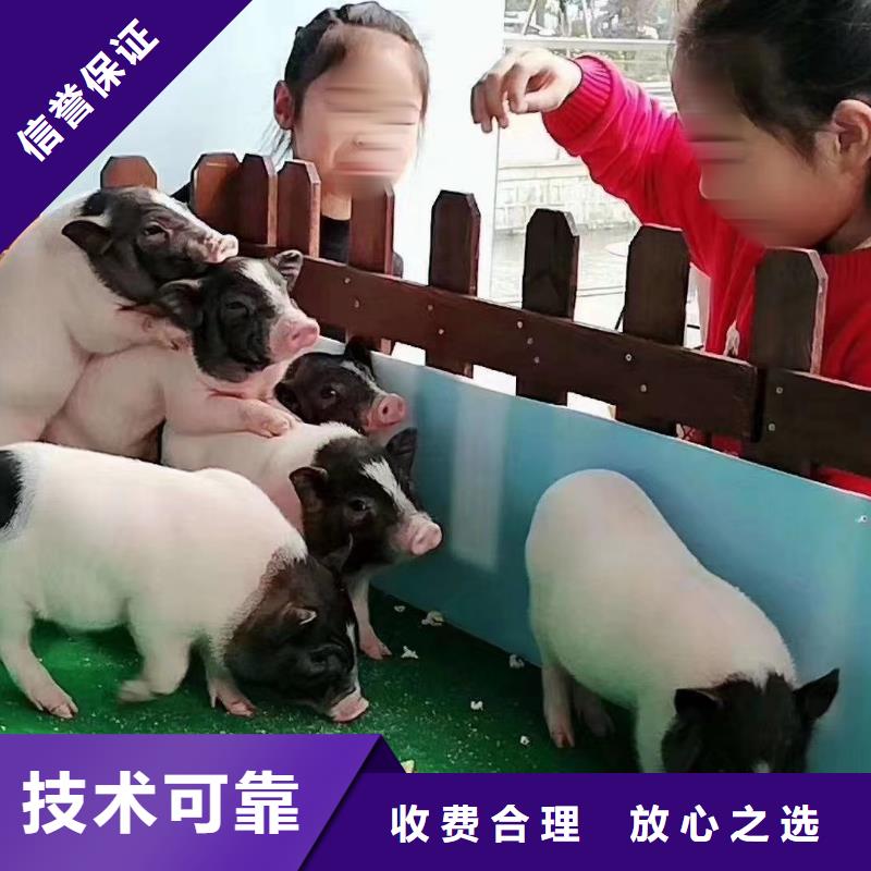 馬戲團/羊駝海豚表演方便快捷
