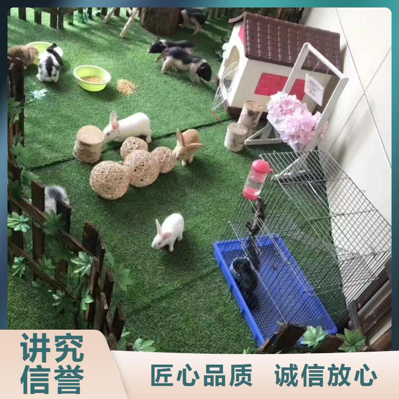 馬戲團/羊駝小馬戲表演出租靠譜商家