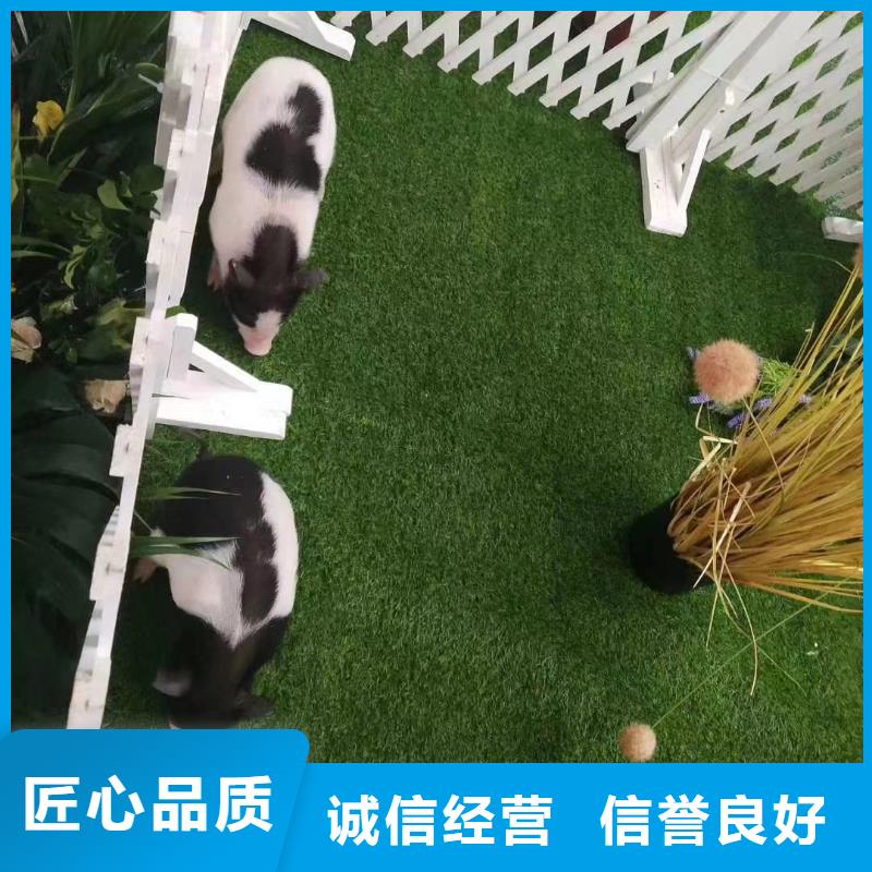 附近羊駝出租公司