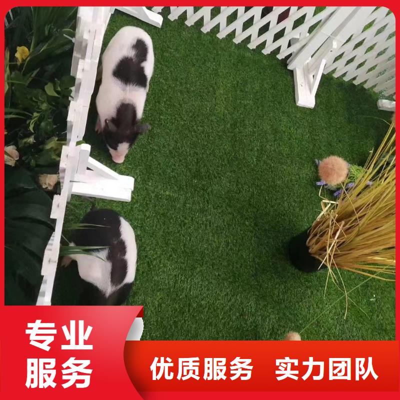 馬戲團/羊駝-觀賞性羊駝租賃案例豐富