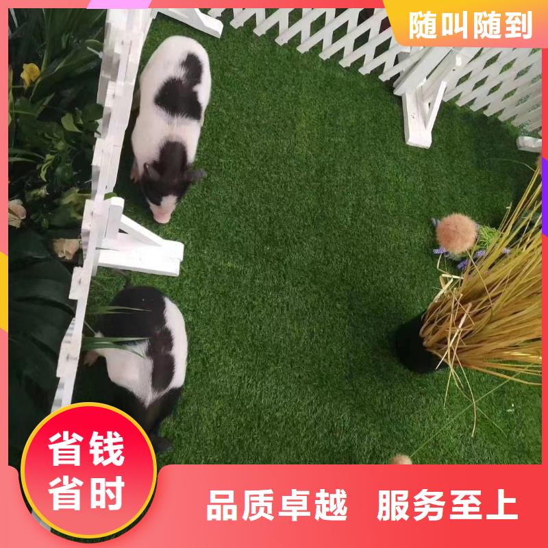 【马戏团/羊驼马戏表演放心】
