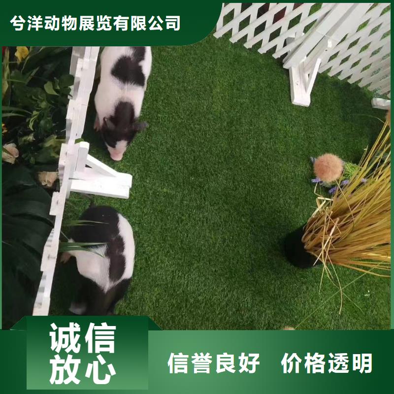 馬戲團/羊駝羊駝出租放心之選