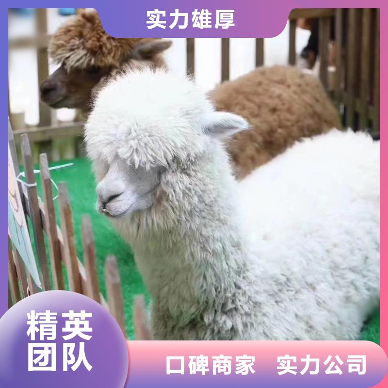 馬戲團表演出租一手資源