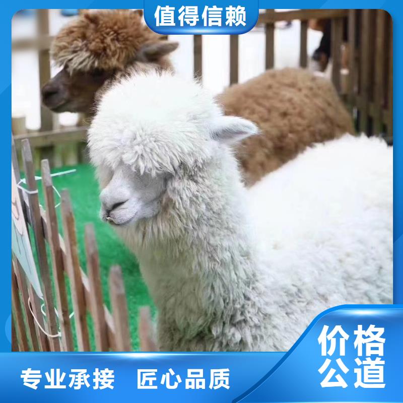 馬戲團/羊駝-觀賞性羊駝租賃案例豐富
