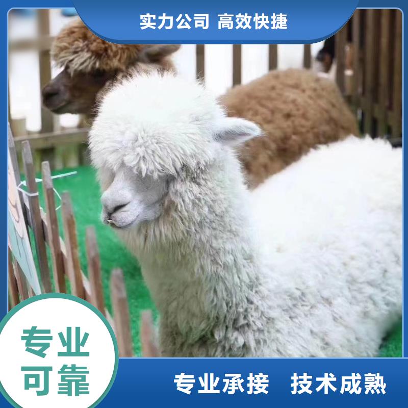 羊駝租賃活躍氣氛