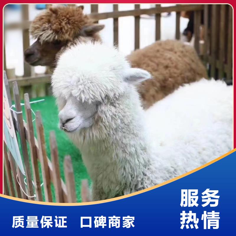 马戏团/羊驼-企鹅租赁技术精湛