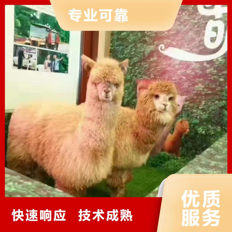 哪里有出租動物的商場活動