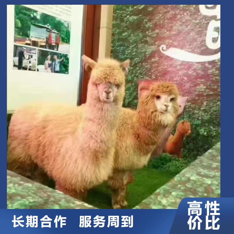 马戏团/羊驼,海狮表演租赁好评度高