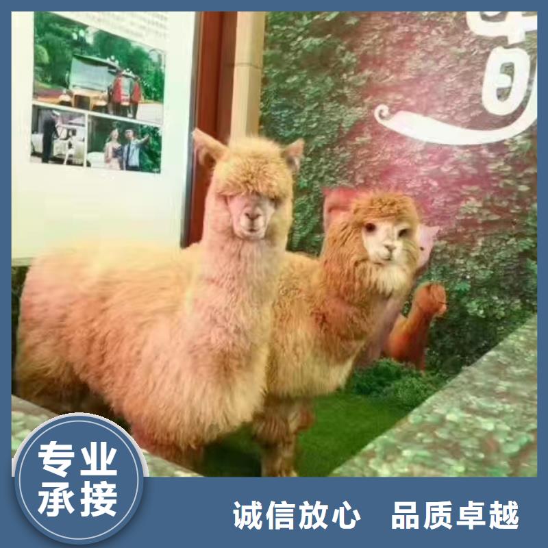 【馬戲團/羊駝動物展覽秀品質服務】