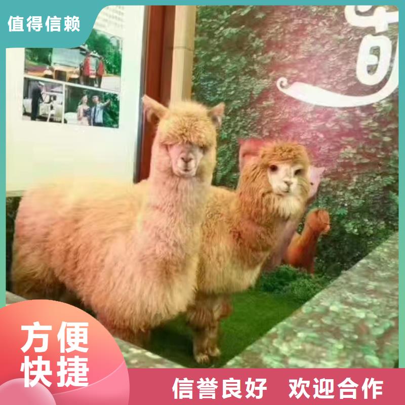 馬戲團/羊駝企鵝租賃正規
