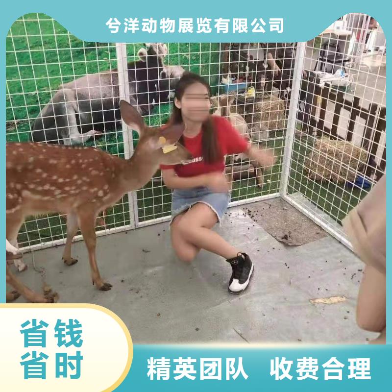 馬戲團/羊駝小馬戲表演出租靠譜商家