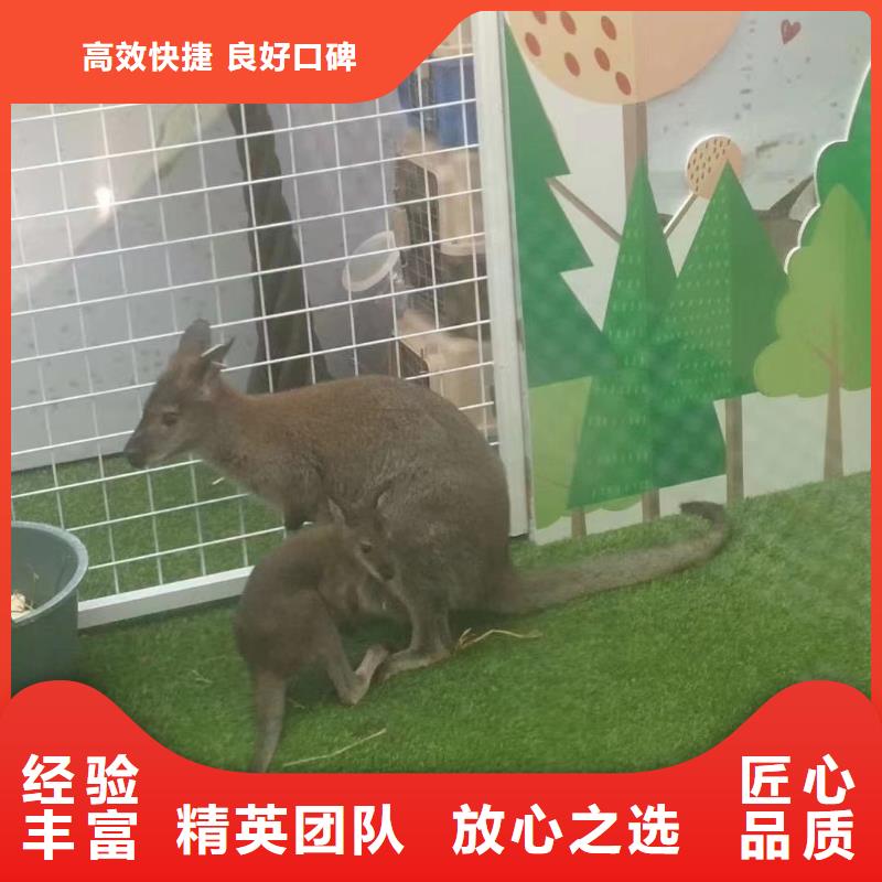 羊駝租賃公司