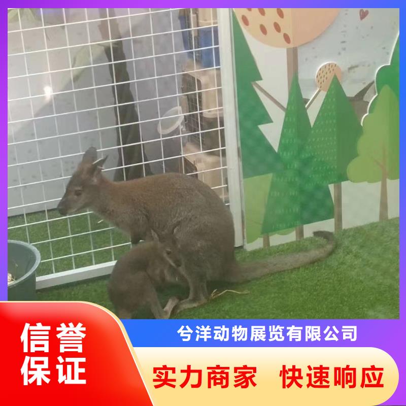 马戏团/羊驼羊驼出租公司