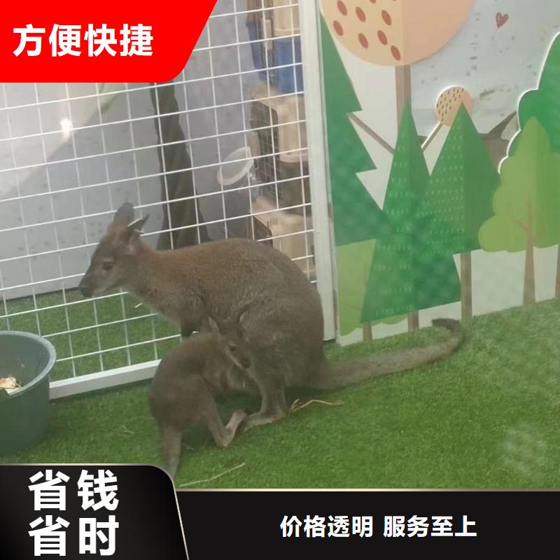 羊駝租賃活躍氣氛