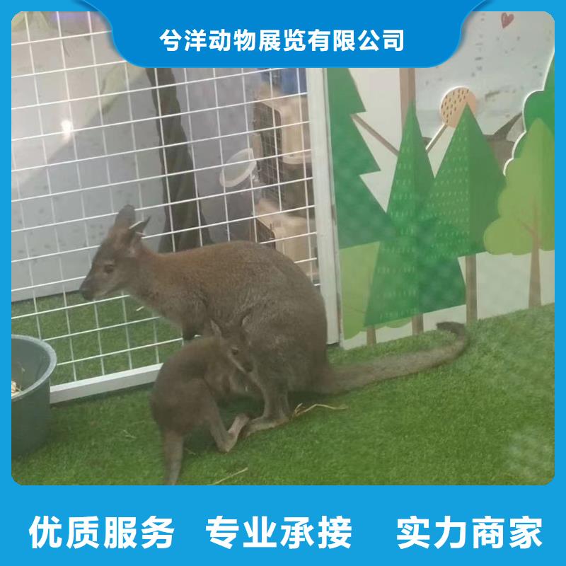 哪里有出租動(dòng)物的商場(chǎng)活動(dòng)
