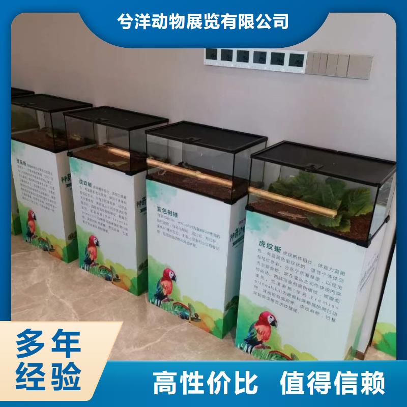 马戏团/羊驼,羊驼出租品质卓越