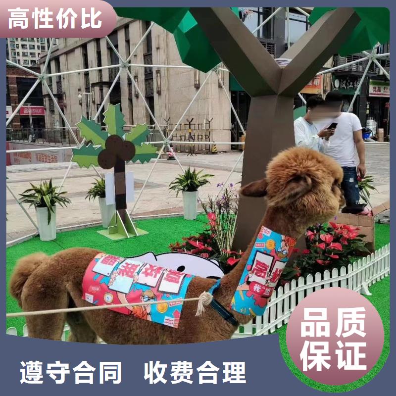 海狮表演出租视频-山东省淄博市|高青|临淄|烟台|莱芜|德州|东营海狮表演出租-兮洋