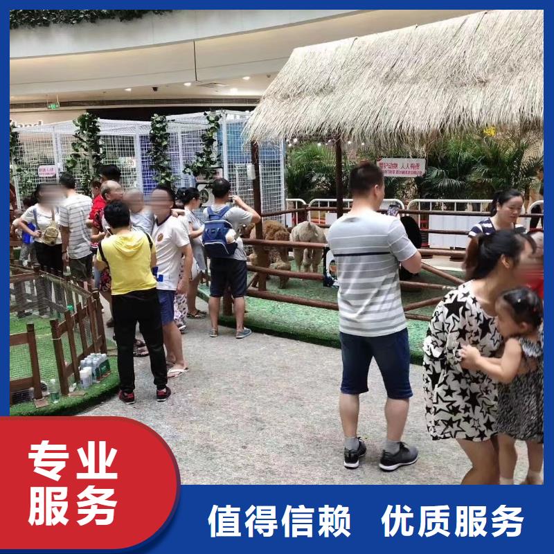 马戏团/羊驼_动物展览秀解决方案