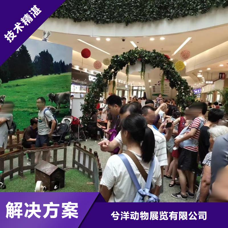 馬戲團(tuán)/羊駝租賃美人魚表演免費(fèi)咨詢