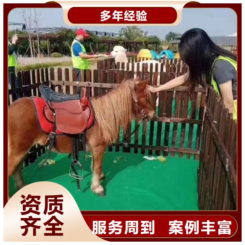 【馬戲團(tuán)/羊駝】出租表演萌寵案例豐富