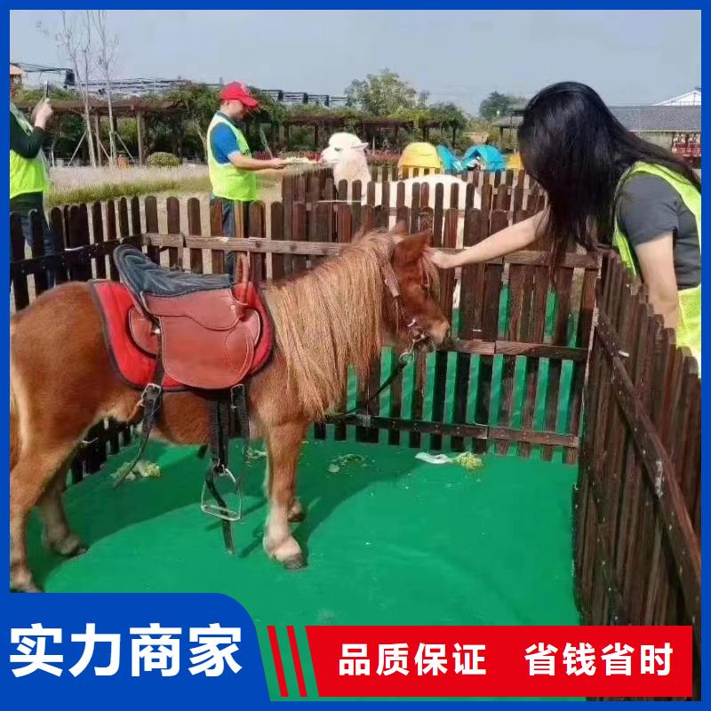 羊駝出租價(jià)格聯(lián)系方式