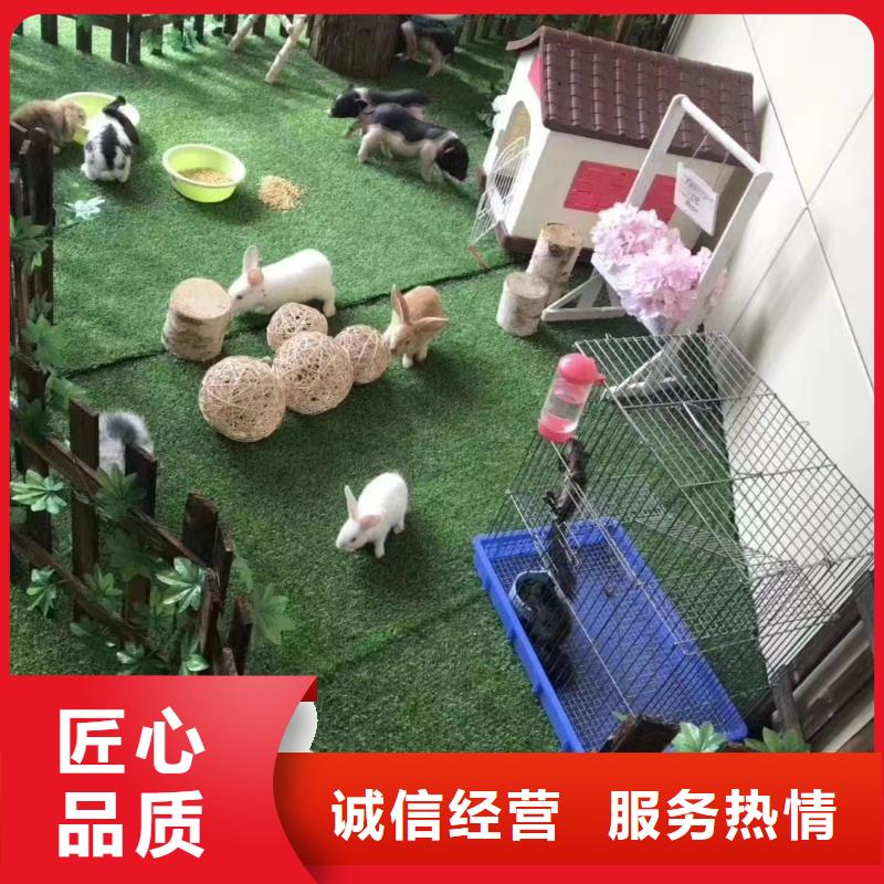 海狮表演出租视频-红河市海狮表演出租-【当地】可服务区域个旧|开远|曲靖|临沧|楚雄|西双版纳|怒江|迪庆