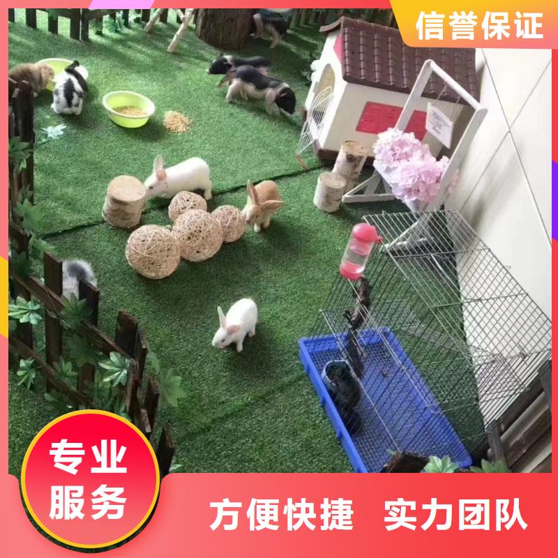 馬戲團(tuán)/羊駝 美人魚表演信譽(yù)保證