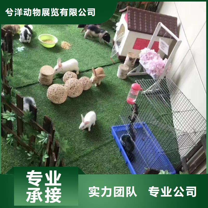 馬戲團(tuán)/羊駝-租賃美人魚(yú)表演有實(shí)力