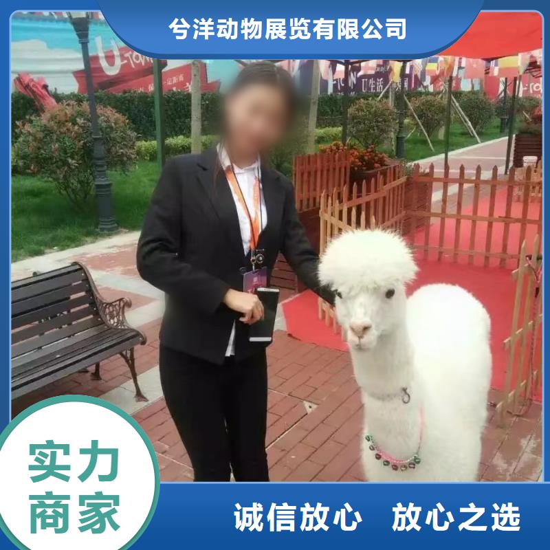 小馬戲表演租賃圖片