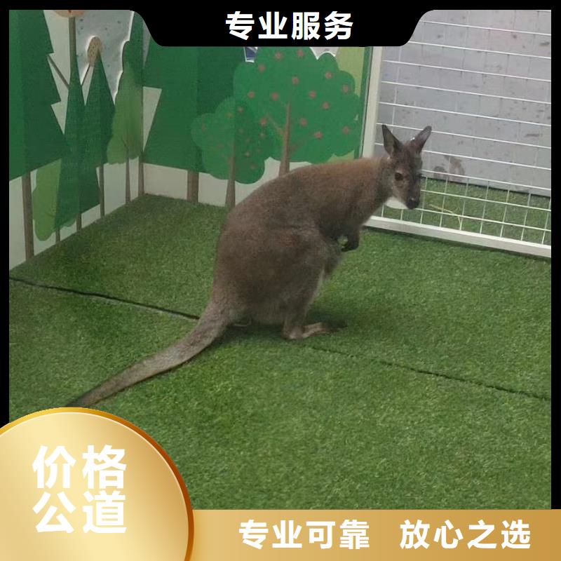 羊駝出租