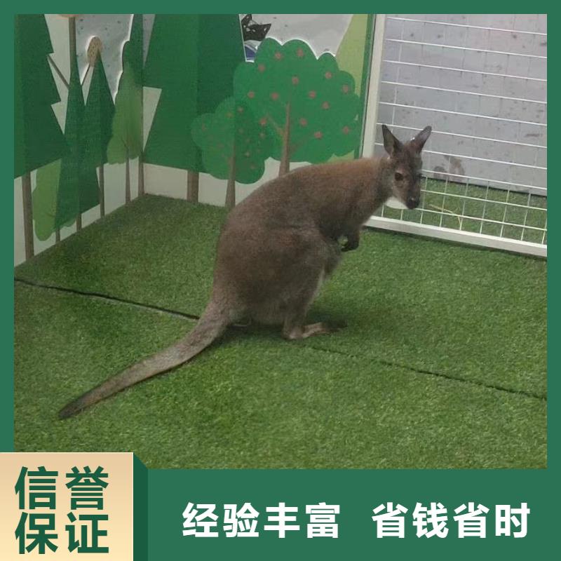 海狮表演出租视频-海狮表演出租|黄冈市|罗田|蕲春|随州|襄阳|咸宁|恩施
