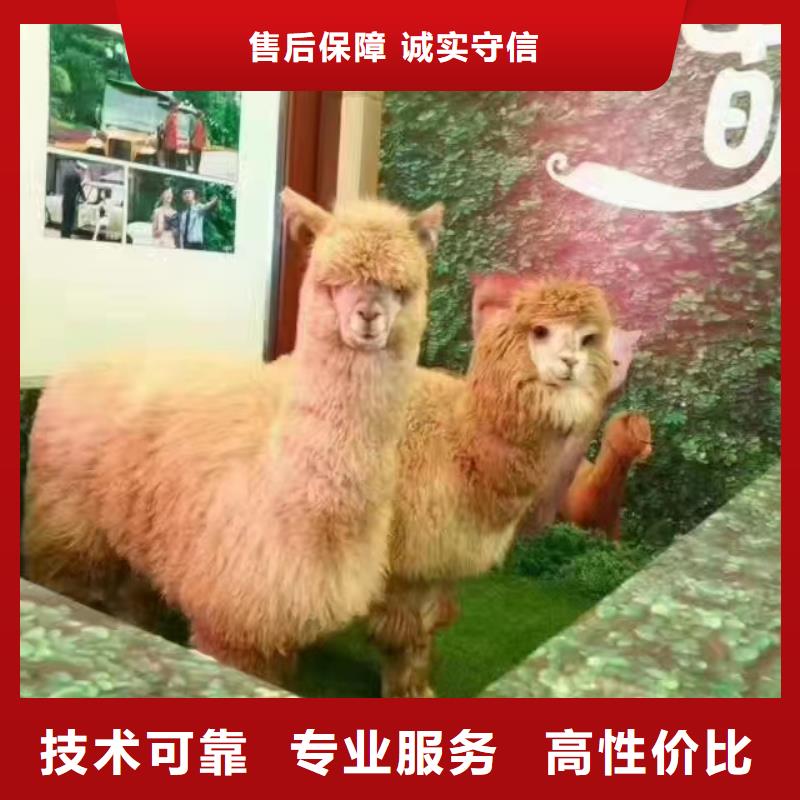 马戏团/羊驼海洋展租赁好评度高
