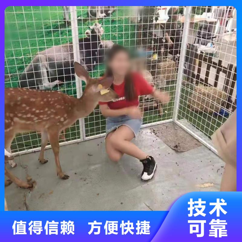 馬戲團/羊駝-房地產開盤慶典團隊