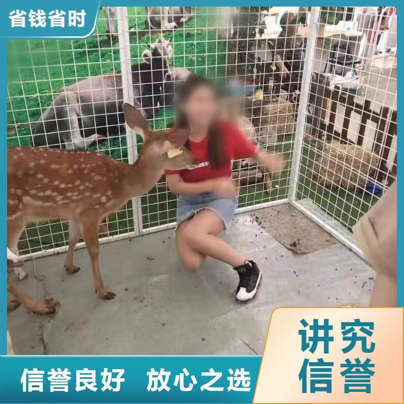 马戏团/羊驼【企鹅演出】质优价廉