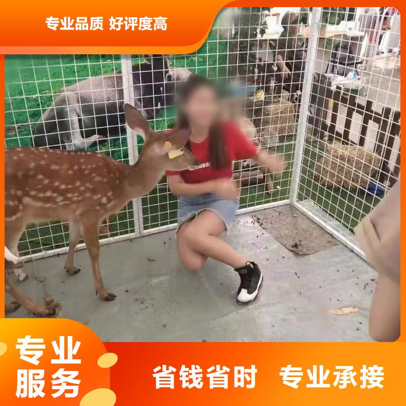 動物馬戲團表演出租暖場活動