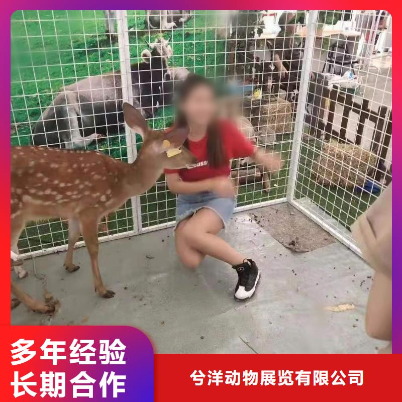 小馬戲表演租賃圖片