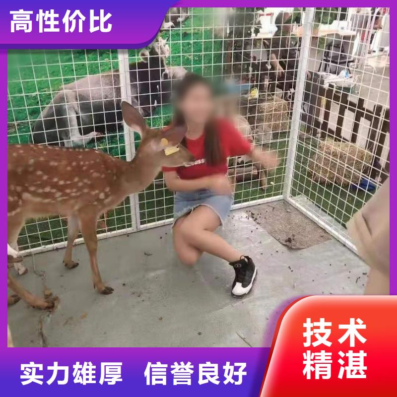租賃馬戲團表演暖場活動